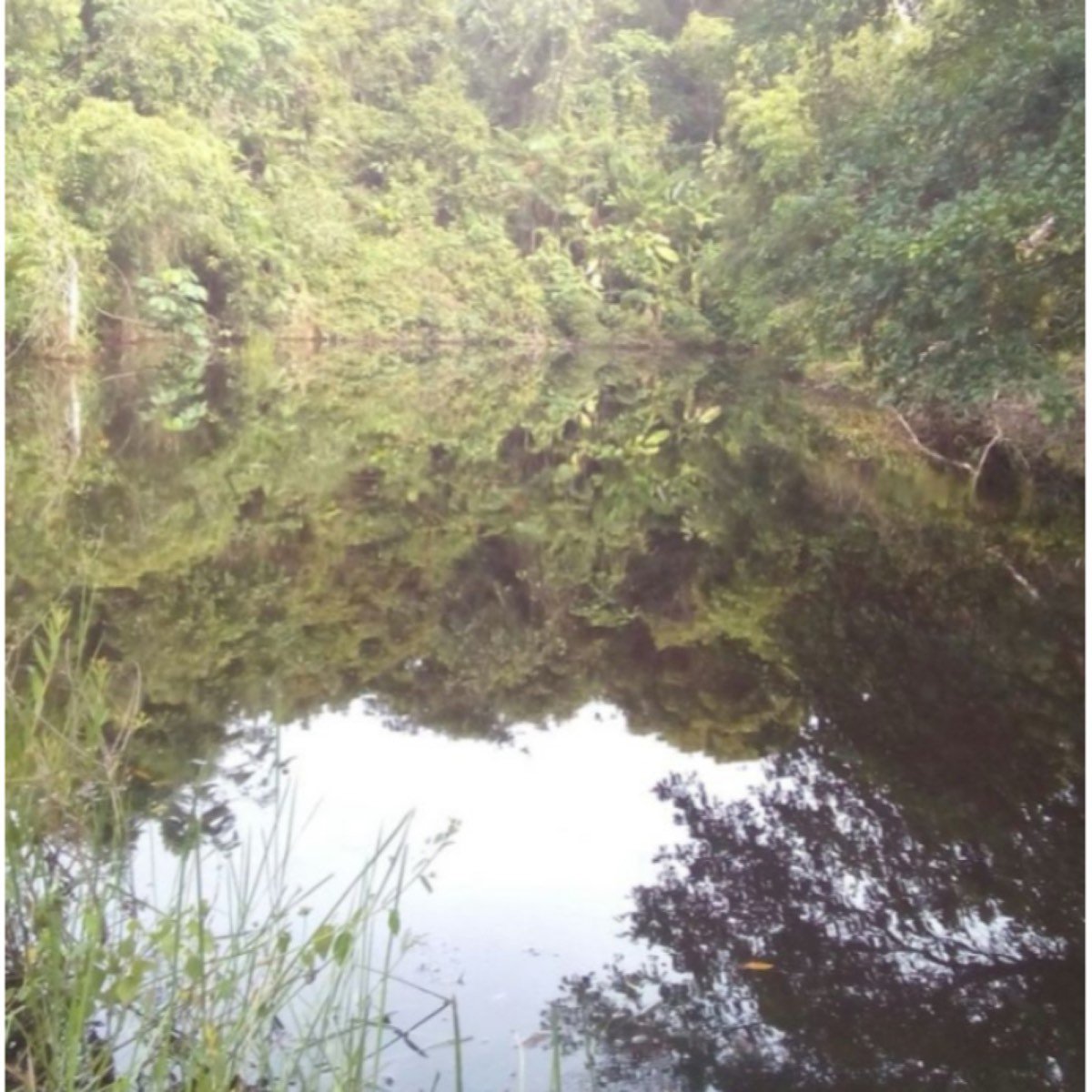 Finca Ganadera De 170 Hectáreas