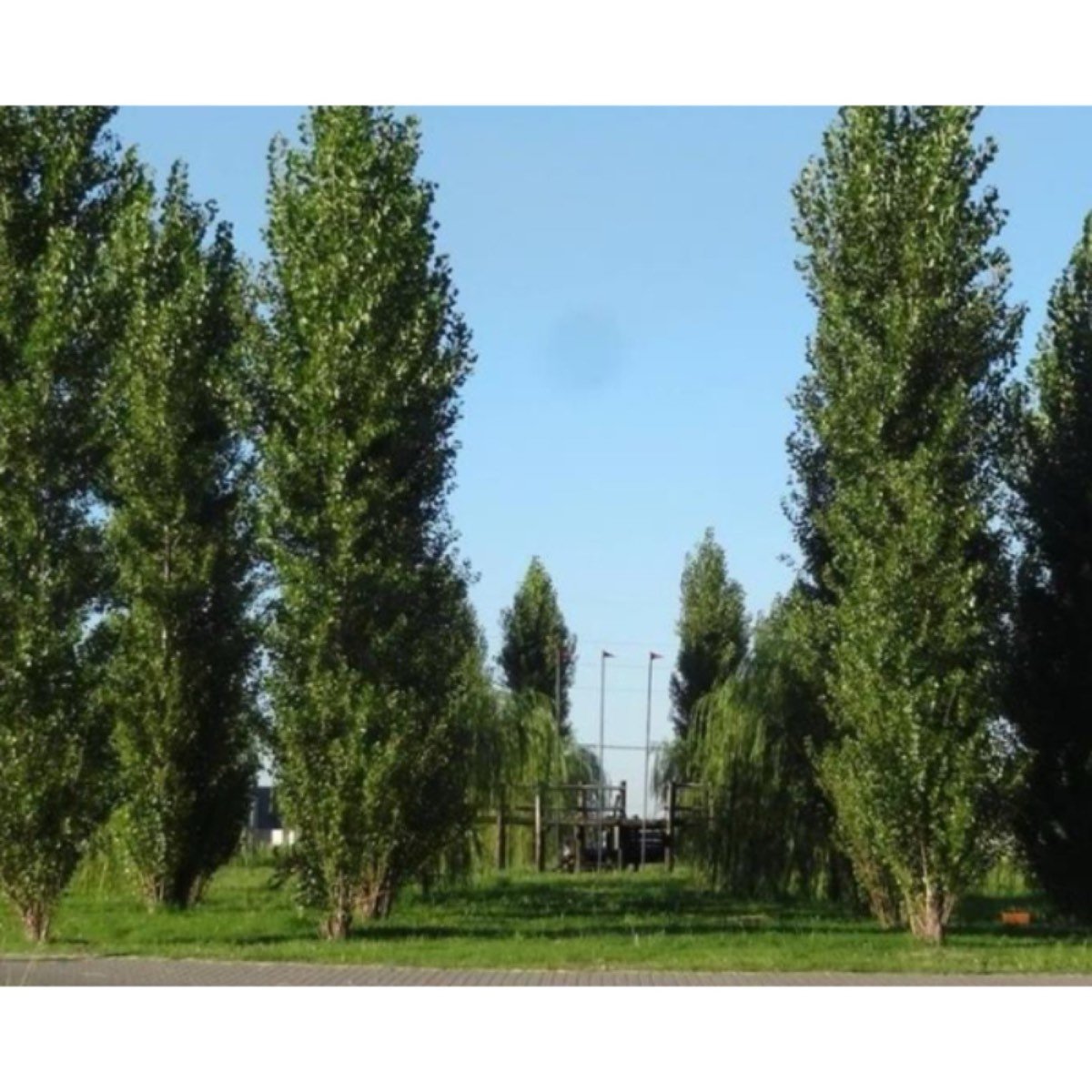 VENDO LOTES EN ROLDAN, BARRIO LAS TARDES