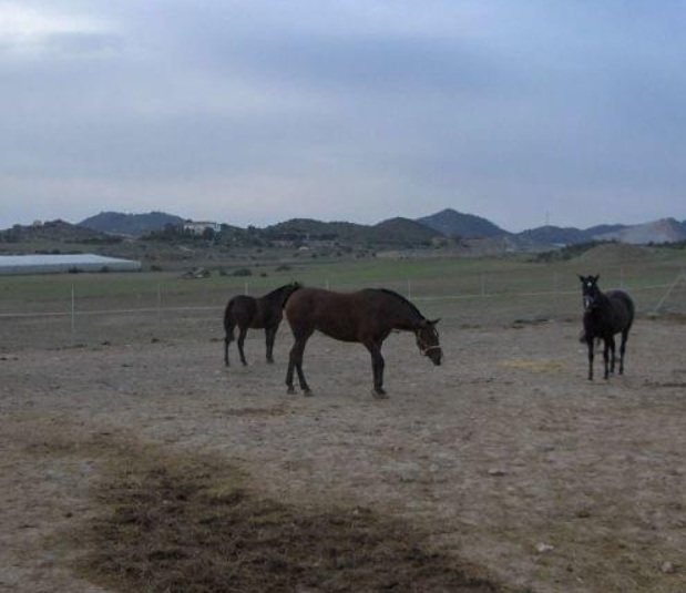 FINCA EN MAZARRÓN.