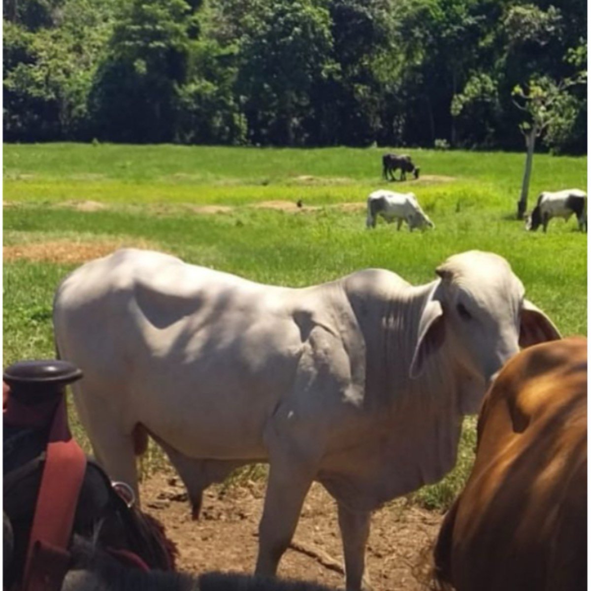 Finca De 47 Hectáreas En Barrancabermeja.