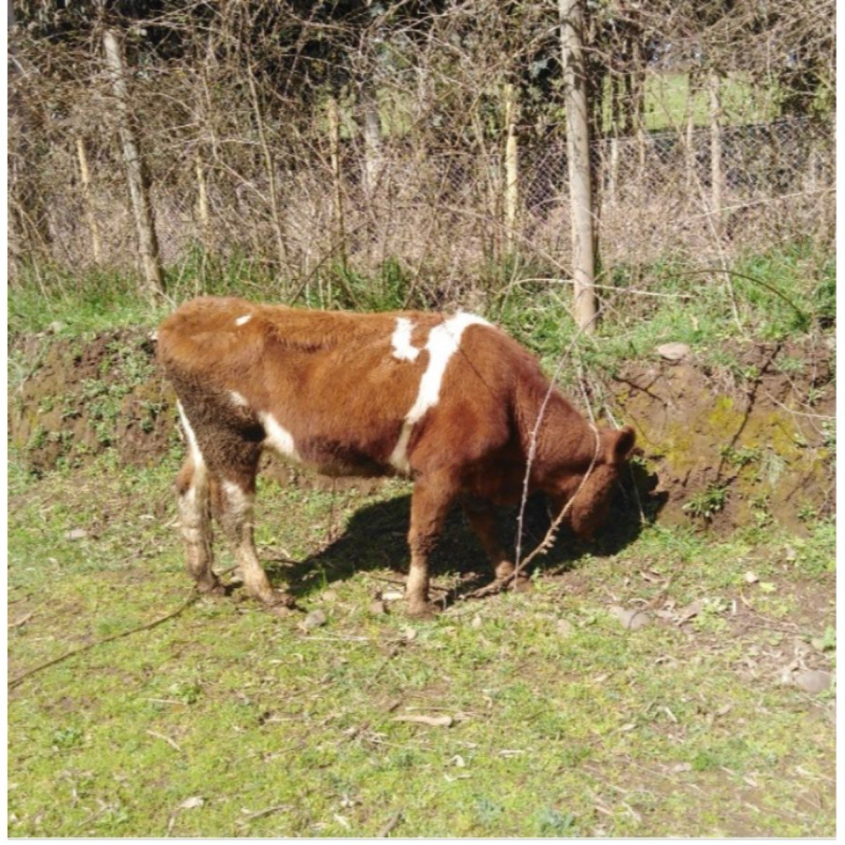 Vaquillas Preñadas