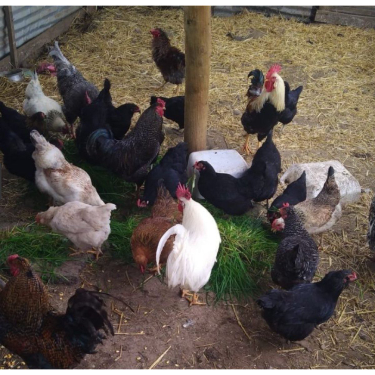 Gallinas de criollas