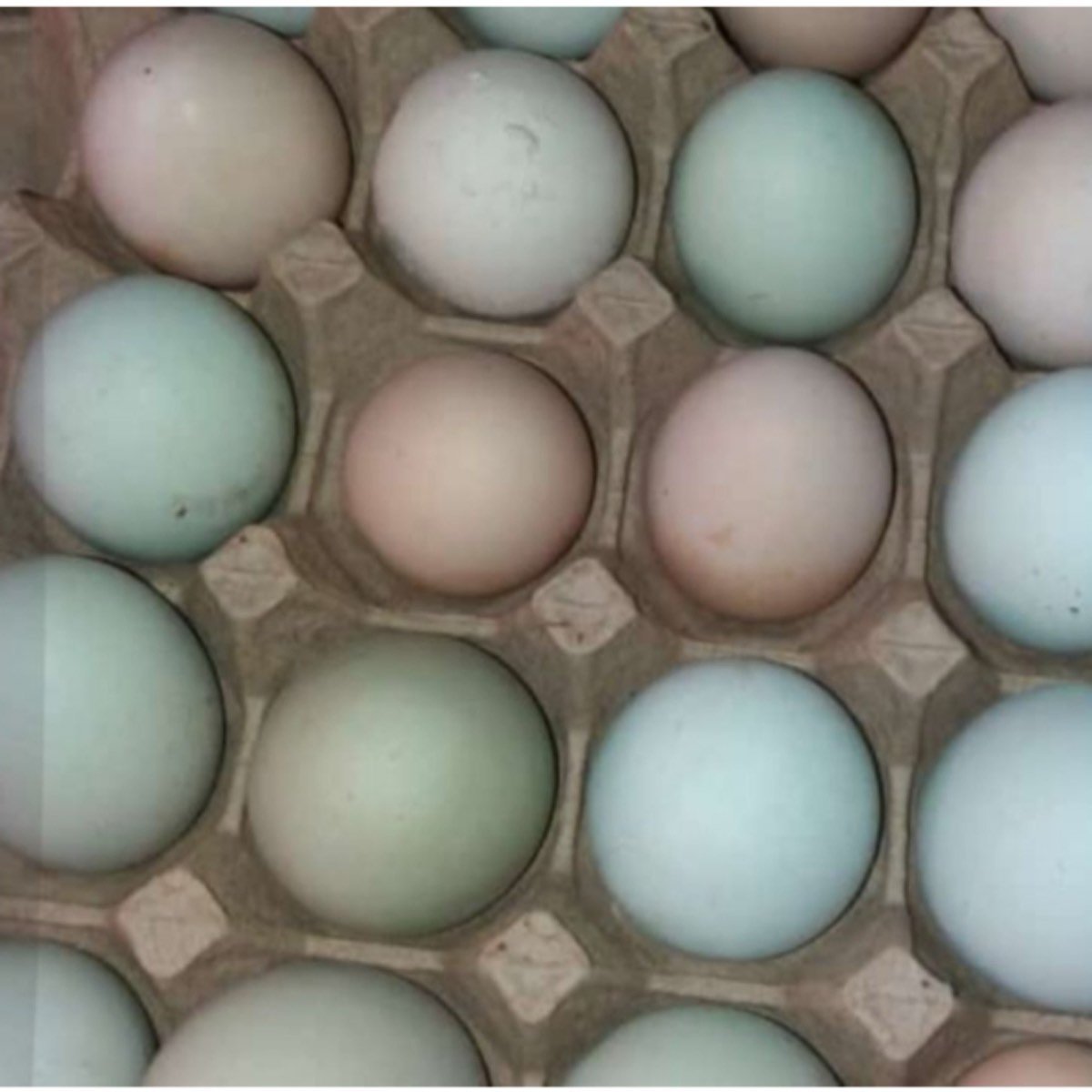 Gallinas de criollas