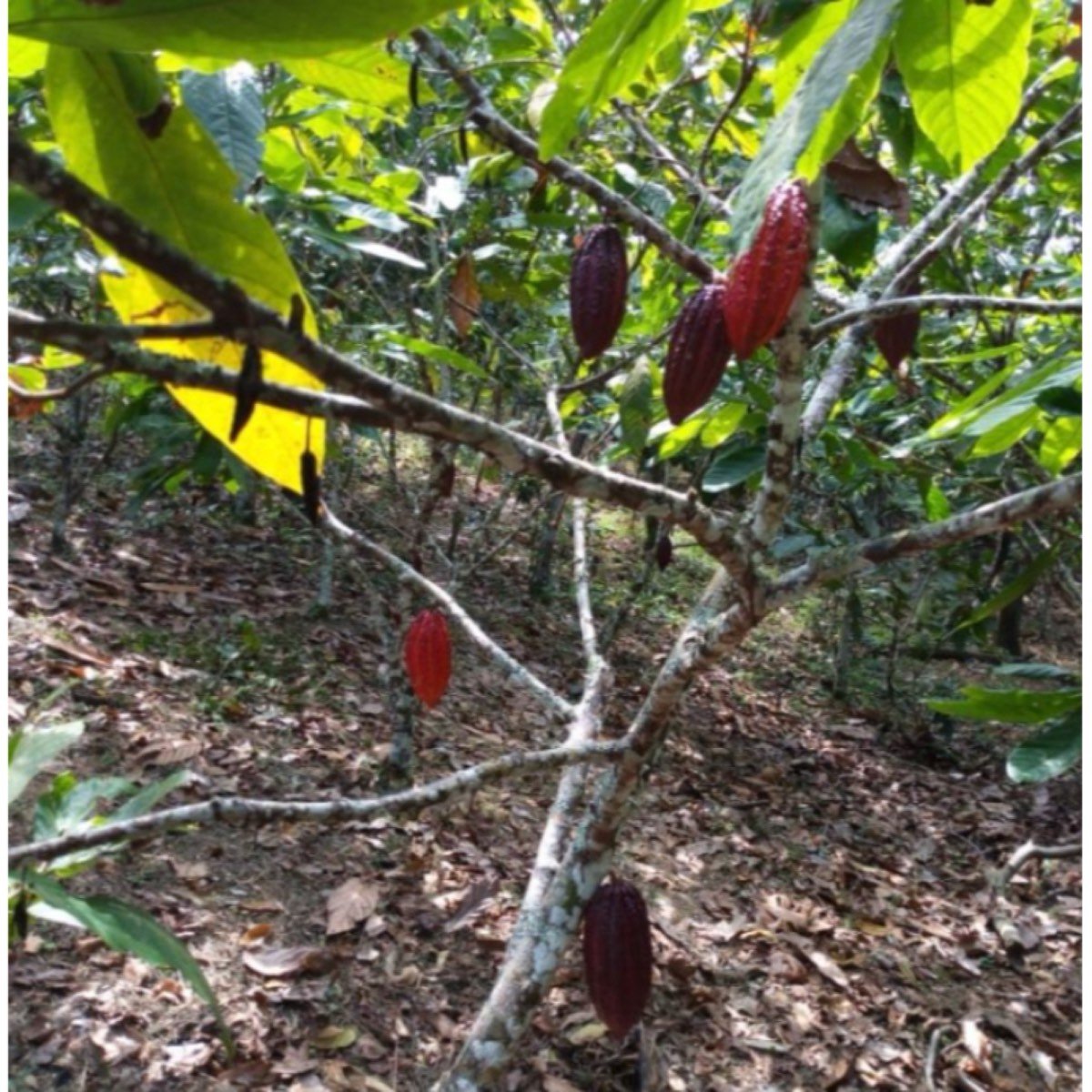 Vendo Bonita Parcela De Cacao Y Frutales