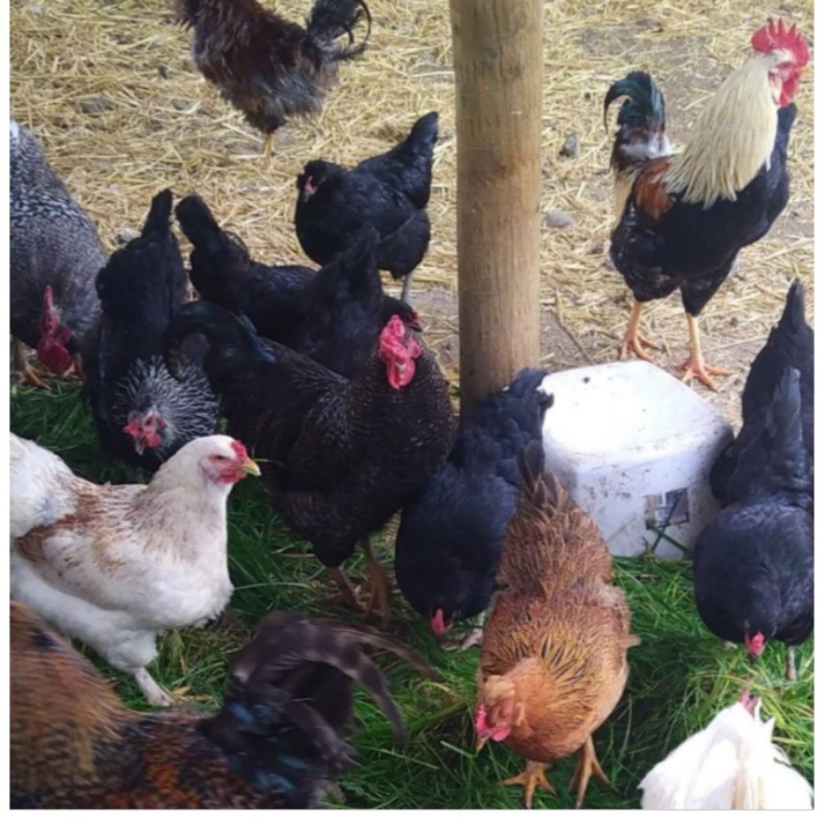 Gallinas de criollas