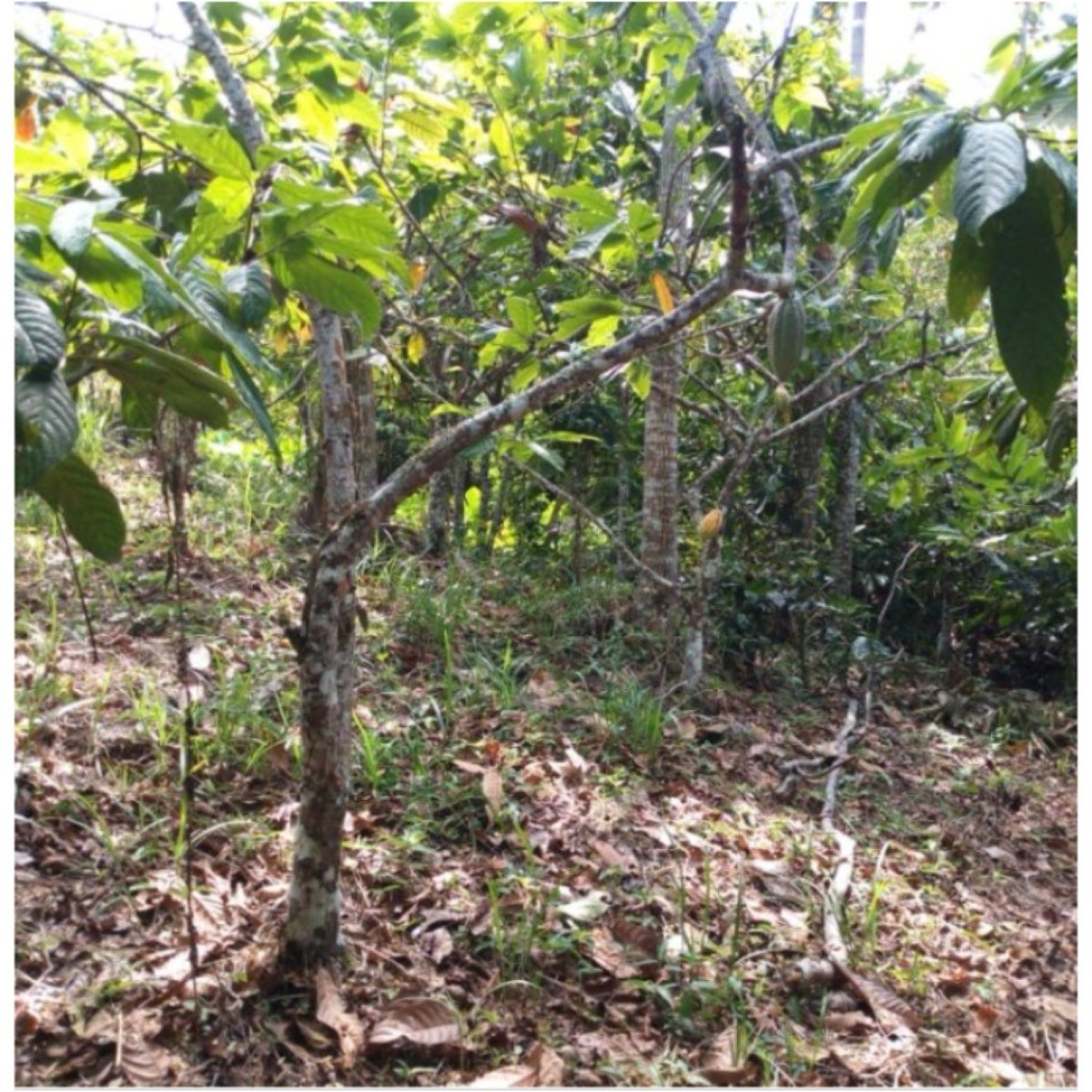 Vendo Bonita Parcela De Cacao Y Frutales