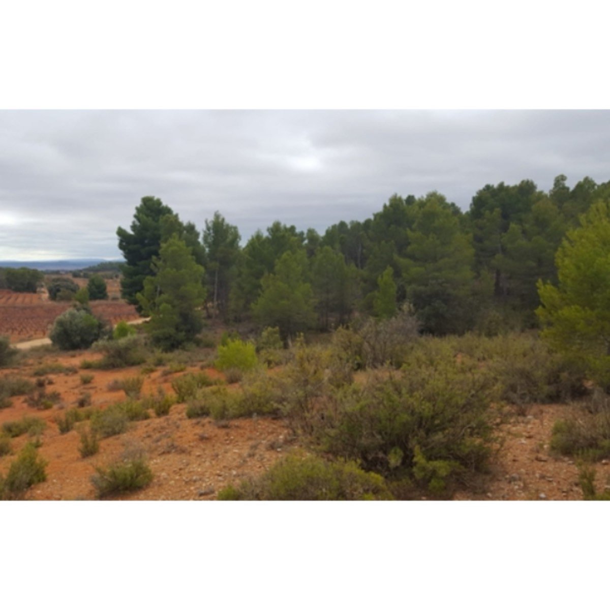 REQUENA ALDEA LOS RUICES