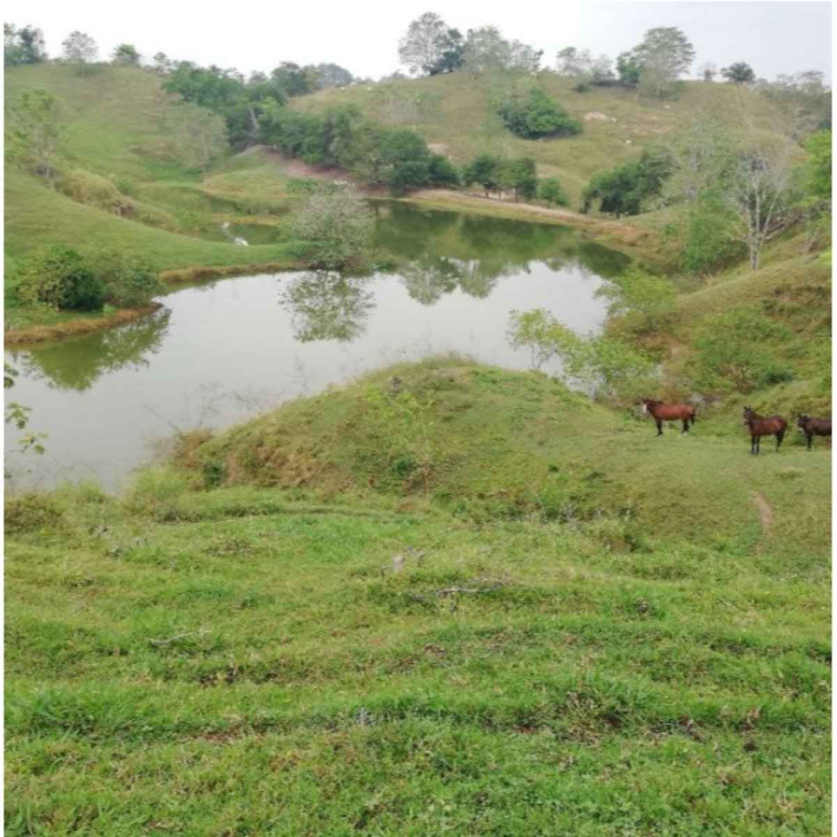 Vendo Buena Finca Ganadera de 350 Hectáreas