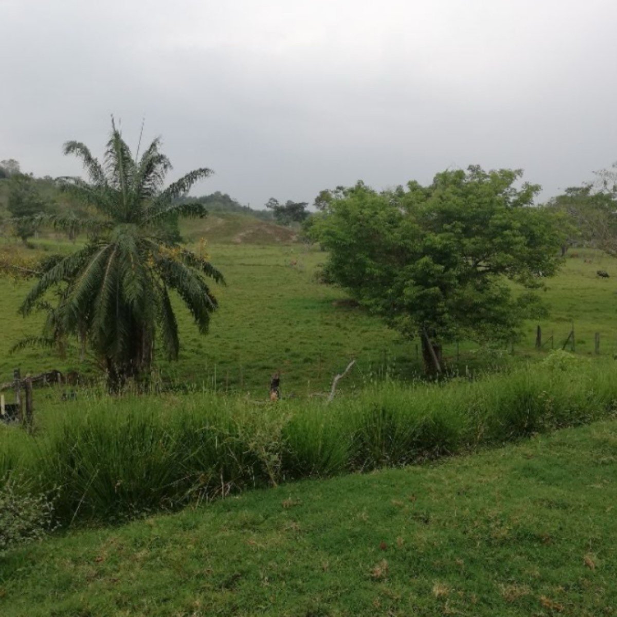Vendo Buena Finca Ganadera de 350 Hectáreas