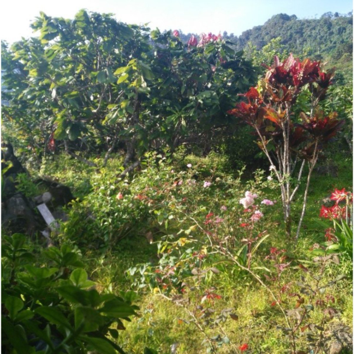 Vendo Buena Finca de Cacao y Frutales