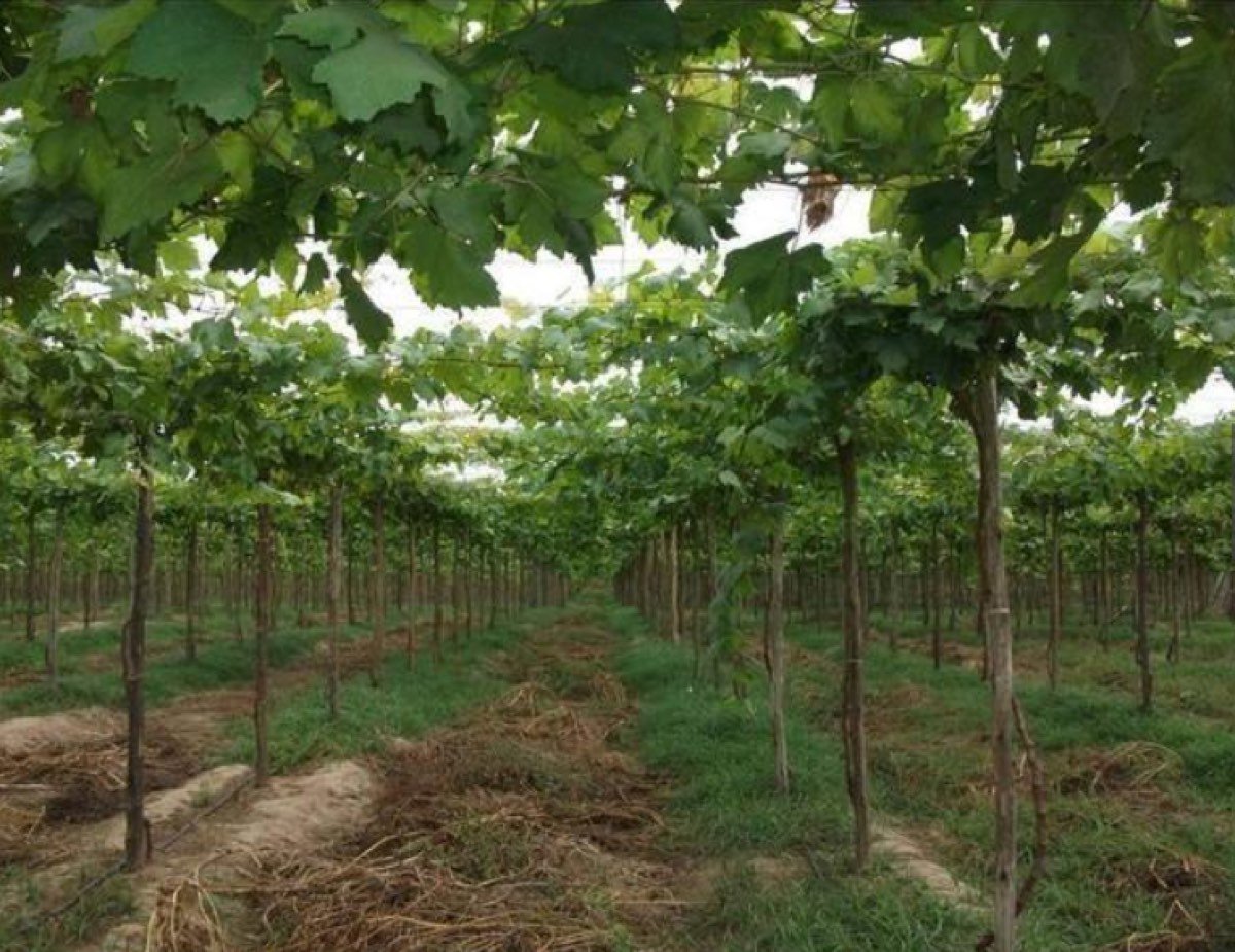 VENTA DE PARCELA AGRÍCOLA YUSCAY