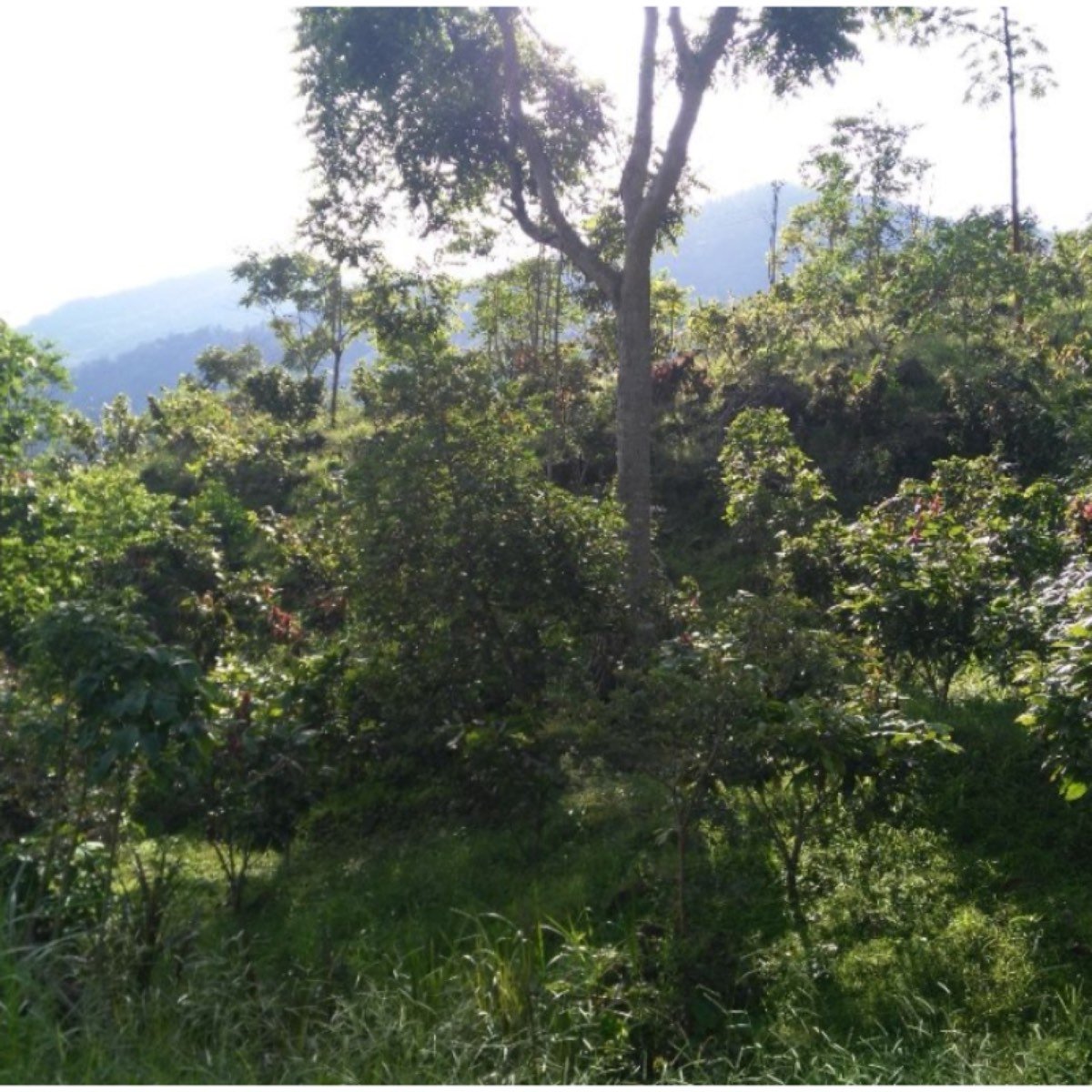 Vendo Buena Finca de Cacao y Frutales