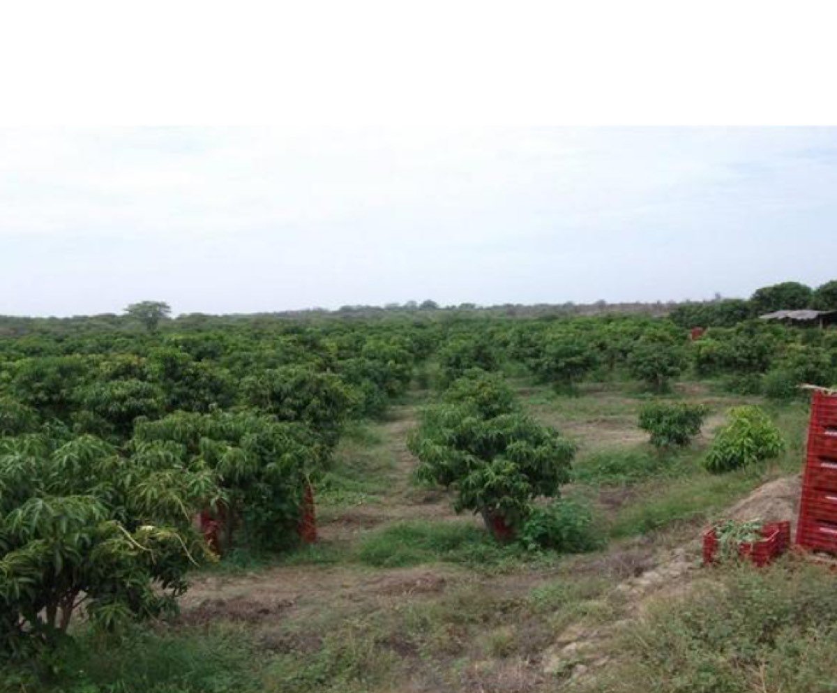 VENTA DE PARCELA AGRÍCOLA YUSCAY