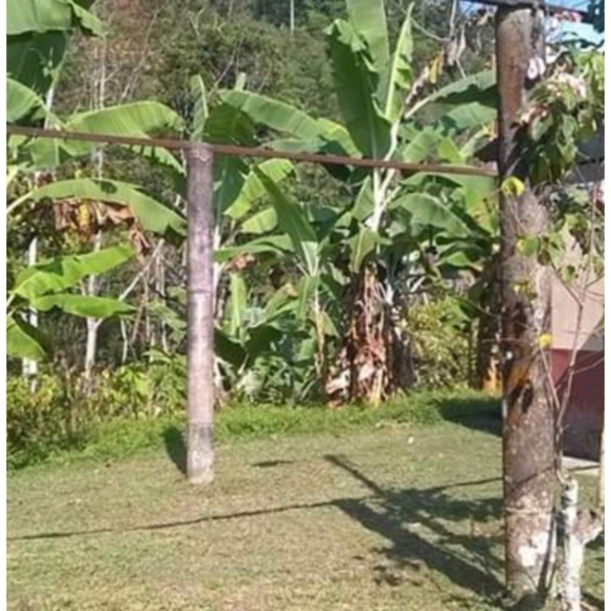 Vendo Finca Cacaotera de 20 Hectáreas
