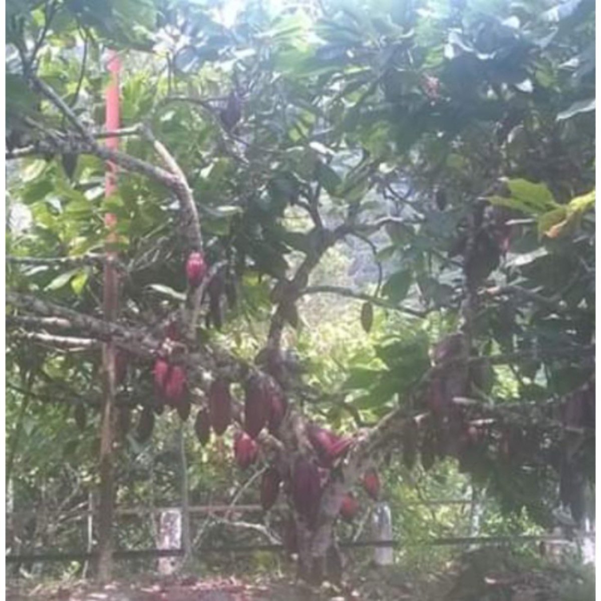 Vendo Finca Cacaotera de 20 Hectáreas