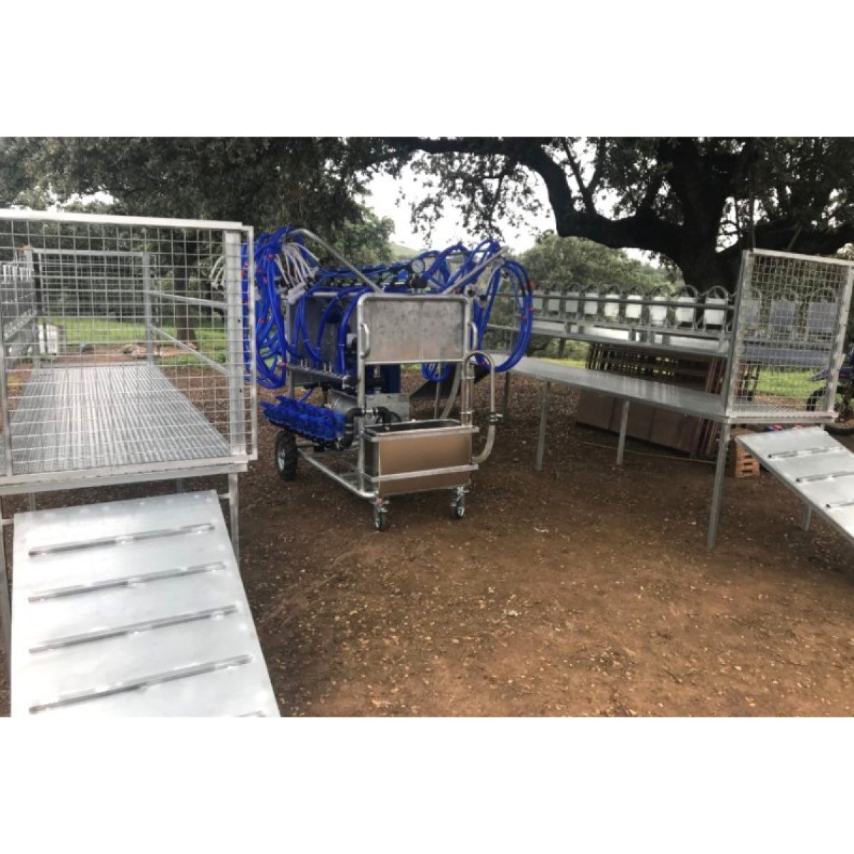 Venta de Amarres cabras y ovejas en Sevilla