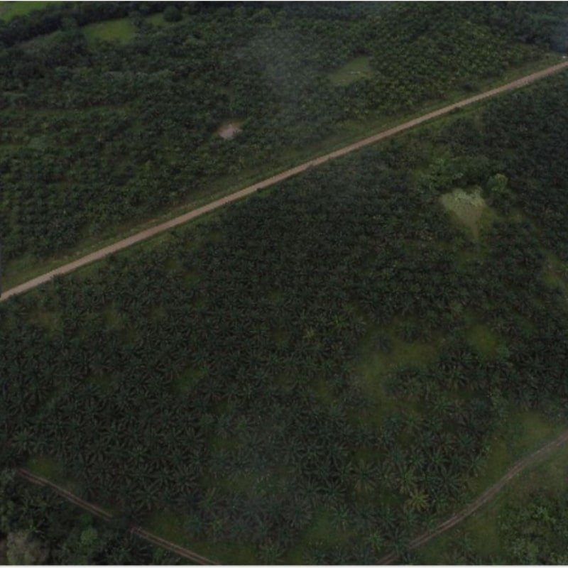 FINCA,PALMA DE ACEITE Y GANADO