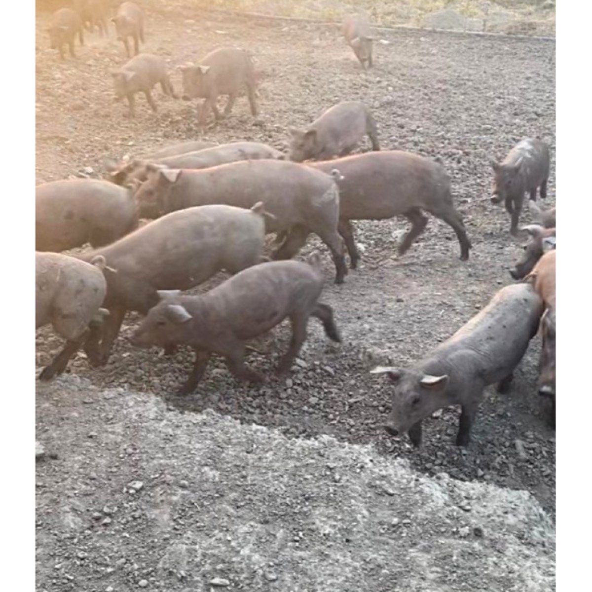 292