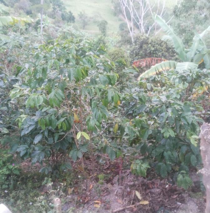 GANGASO¡ SE VENDE FINCA EN ANOLAIMA