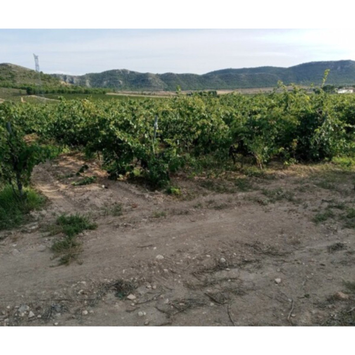FINCA EN VILLENA