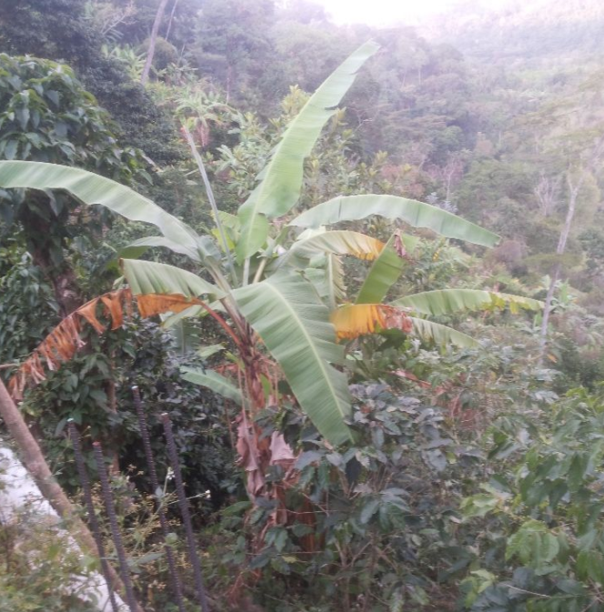 GANGASO¡ SE VENDE FINCA EN ANOLAIMA