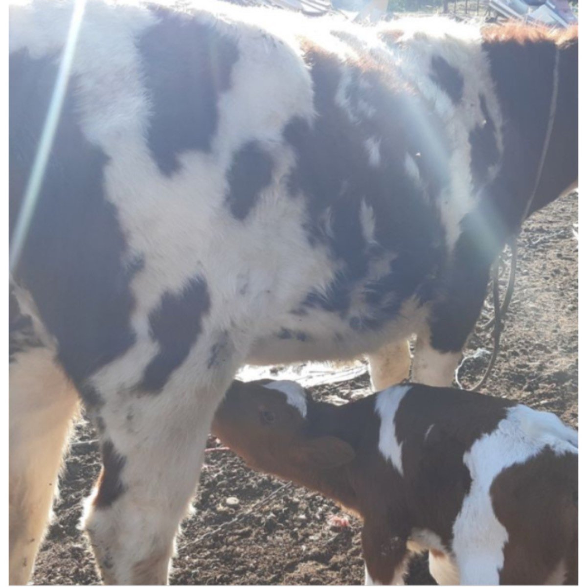 Vendo 2 vacas