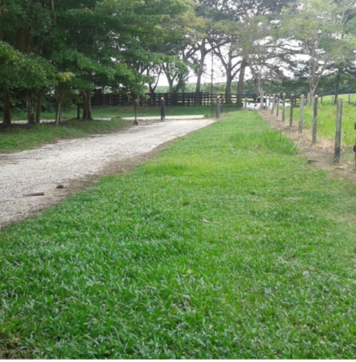 Finca Ganadera de 151 Hectáreas