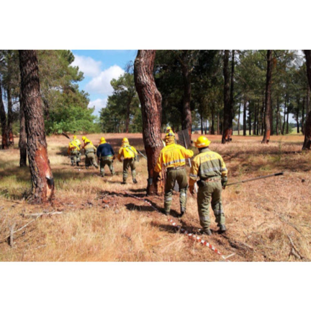 BUSCO EMPLEO FORESTAL O AGRARIO. . . . .