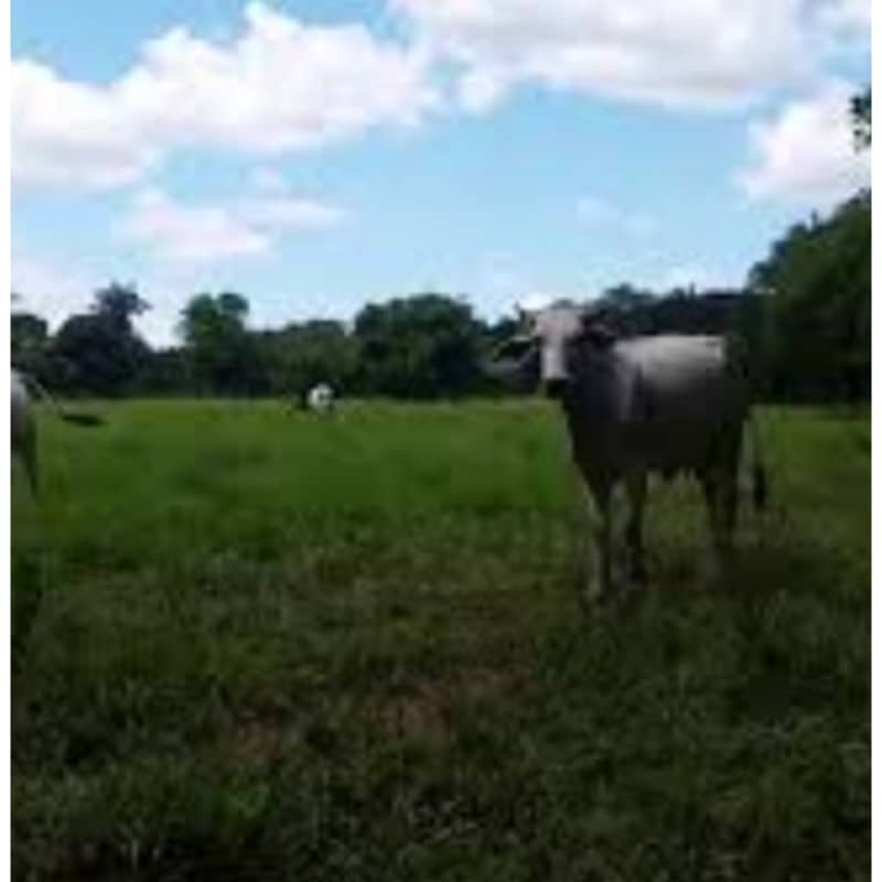 FINCA 4.964 HAS, 3.500 PLANAS, $ 55.000 MILLONES