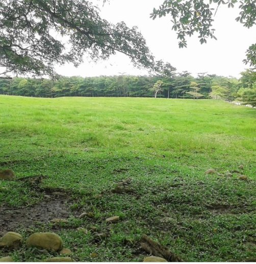 Finca Ganadera de 151 Hectáreas