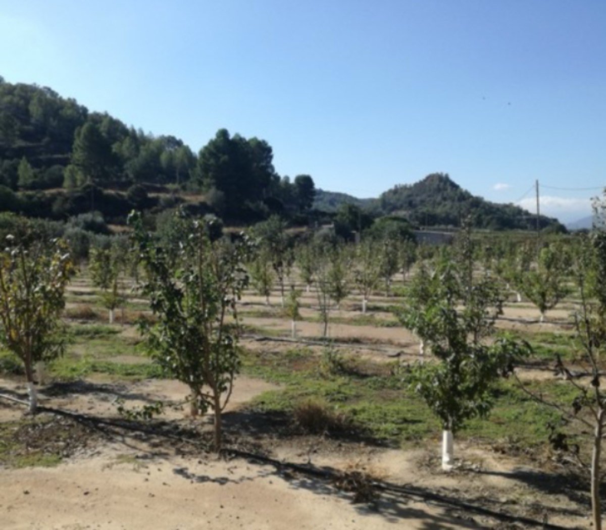 EMBARCADERO/NAVES/FRUTALES