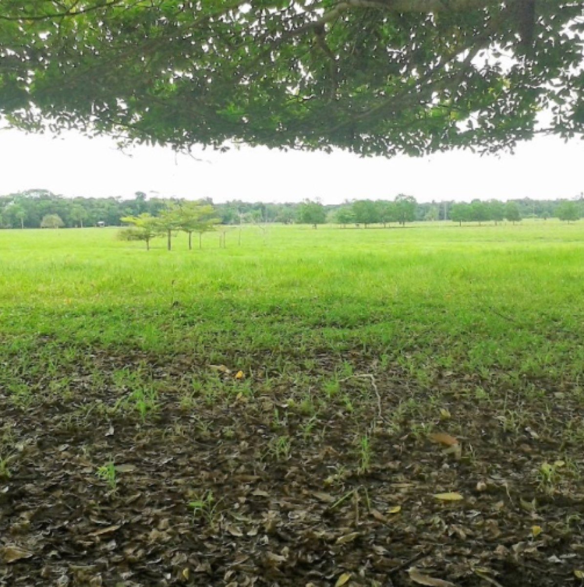 Finca Ganadera de 151 Hectáreas