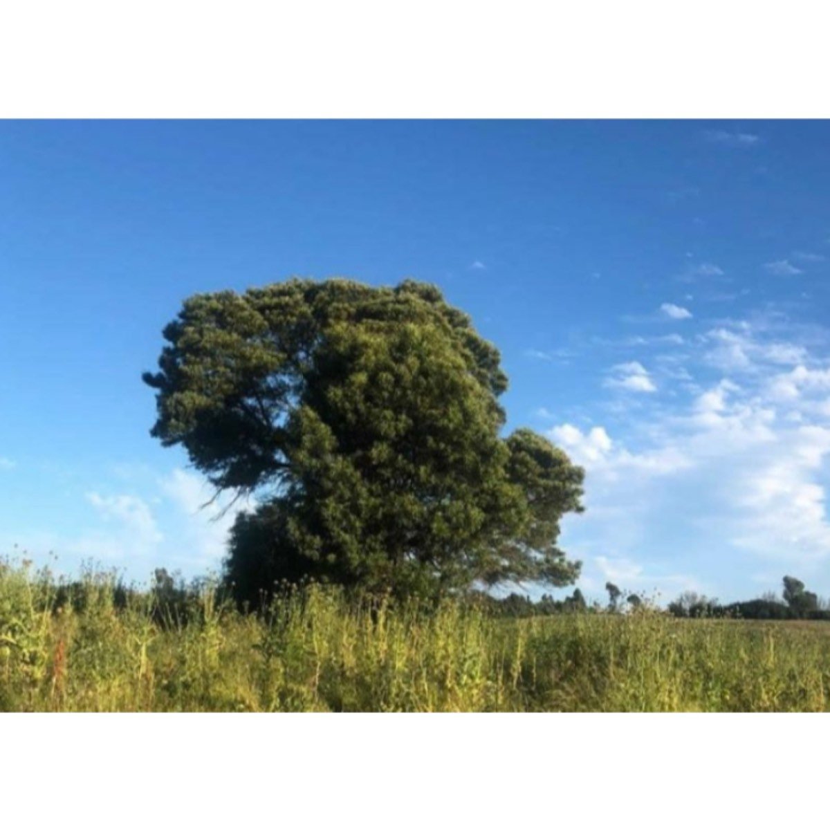 Nueva Imperial Hermoso Campo