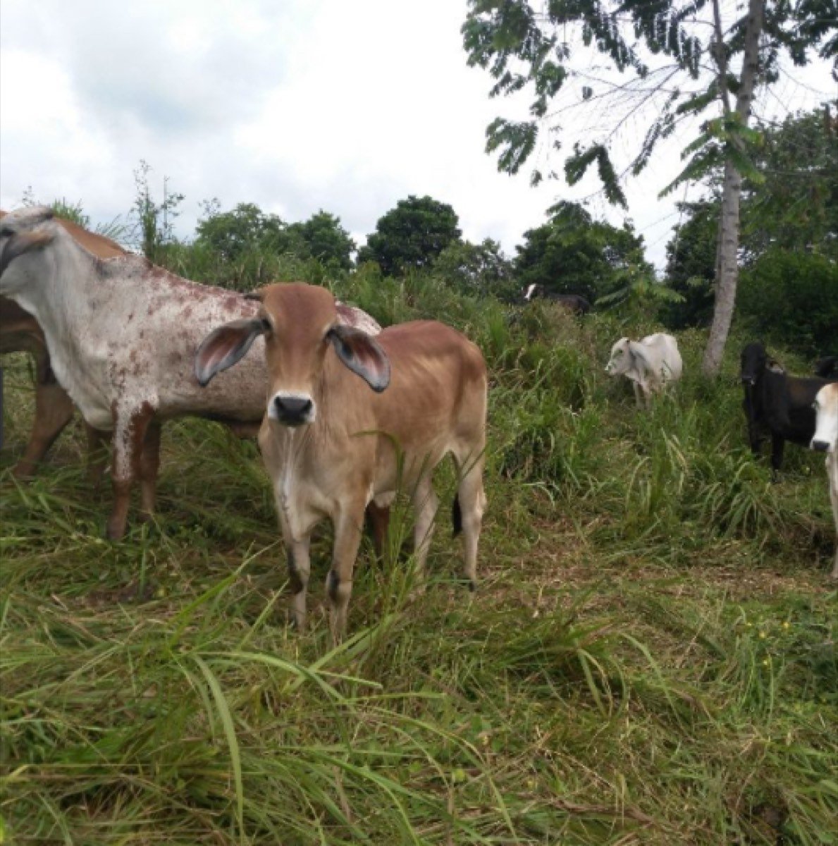 Finca Ganadera De 276 Hectáreas
