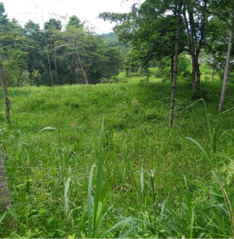 Finca Ganadera De 276 Hectáreas