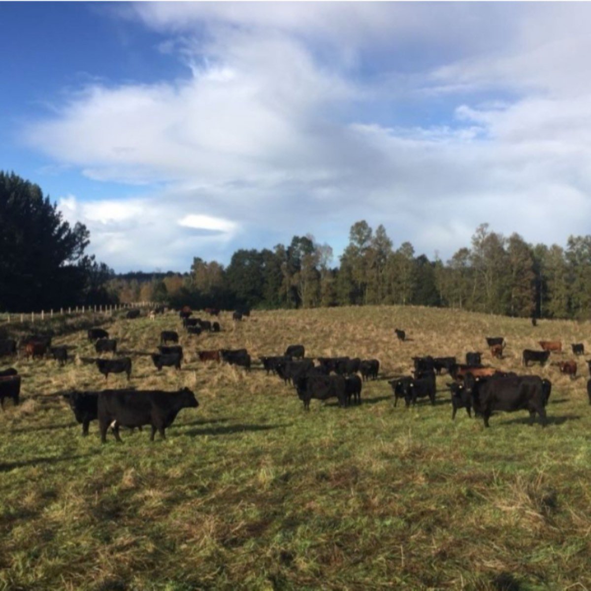 Extraordinario Campo 218 hectareas ganadero en Pue