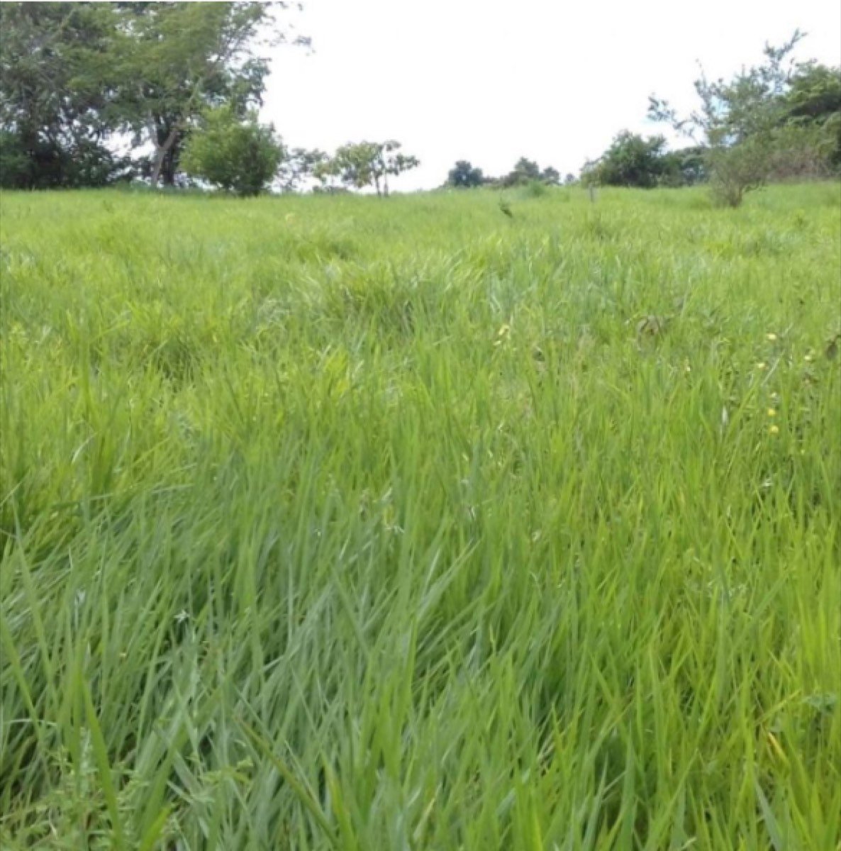 Finca Ganadera De 276 Hectáreas