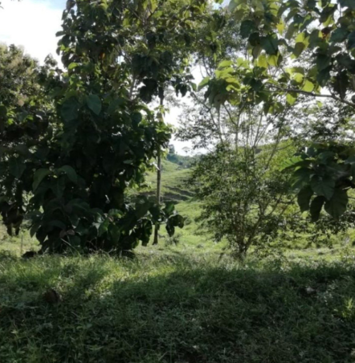 Finca Ganadera de 422 hectáreas En Lebrija.