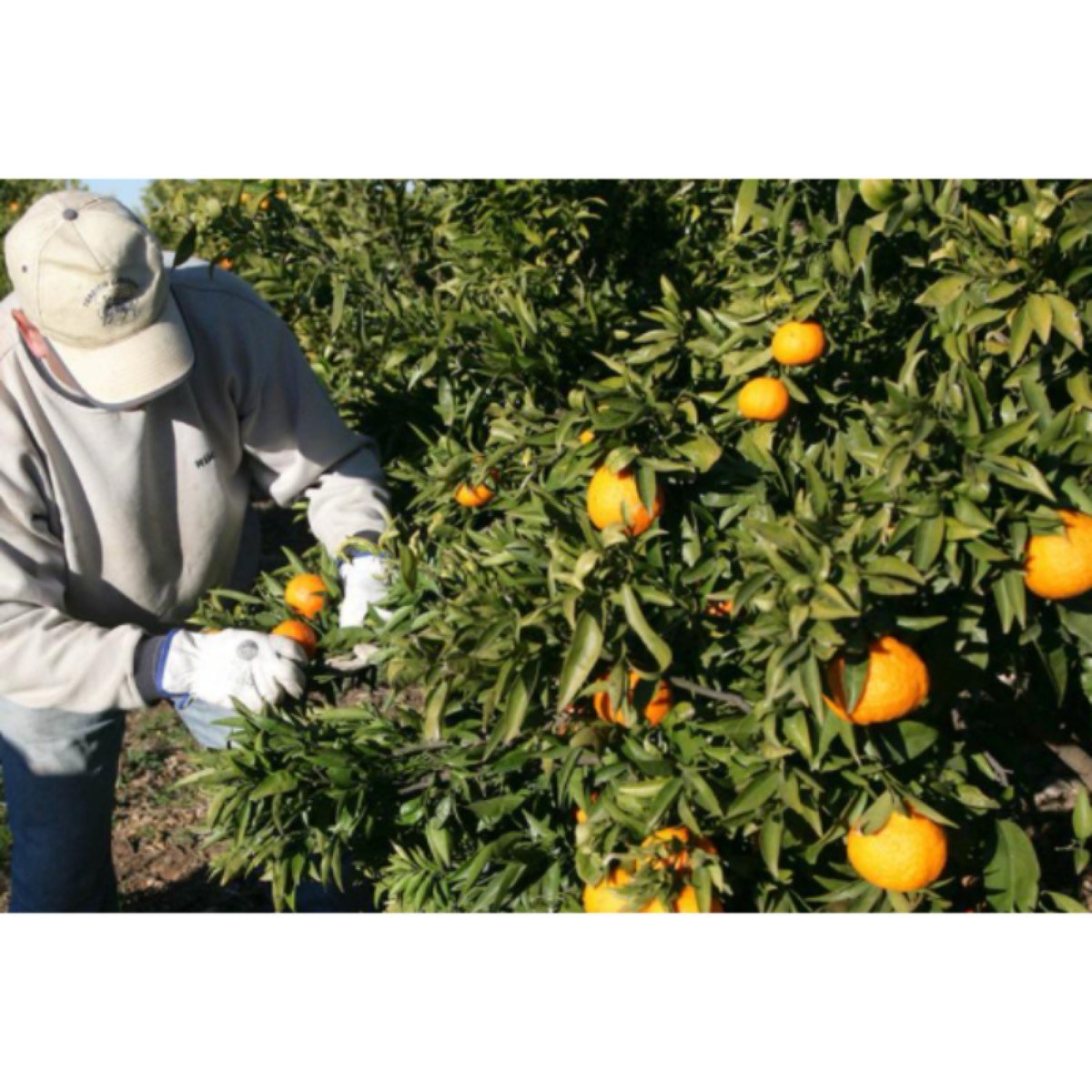 RECOGIDA DE CITRICOS