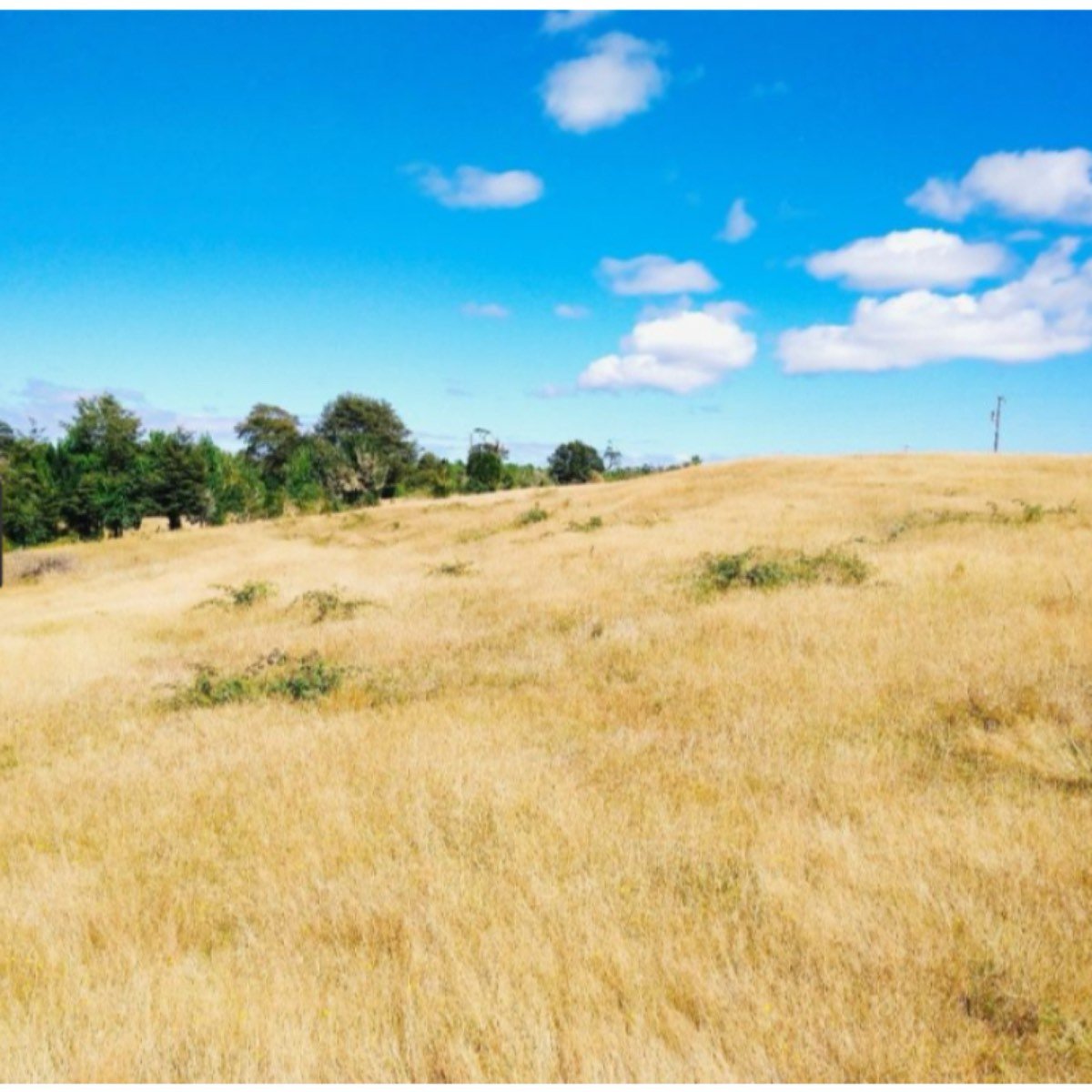Campo 13.5 hectáreas maullín