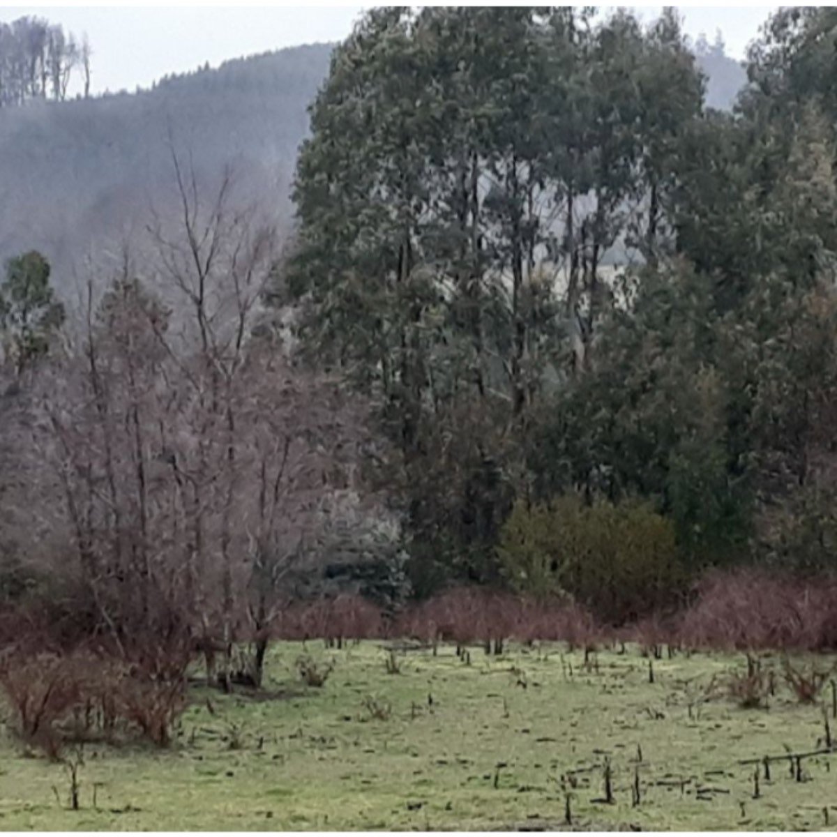 PARCELA 7 HECTAREAS, USO MIXTO CON ARBOLES NATIVOS