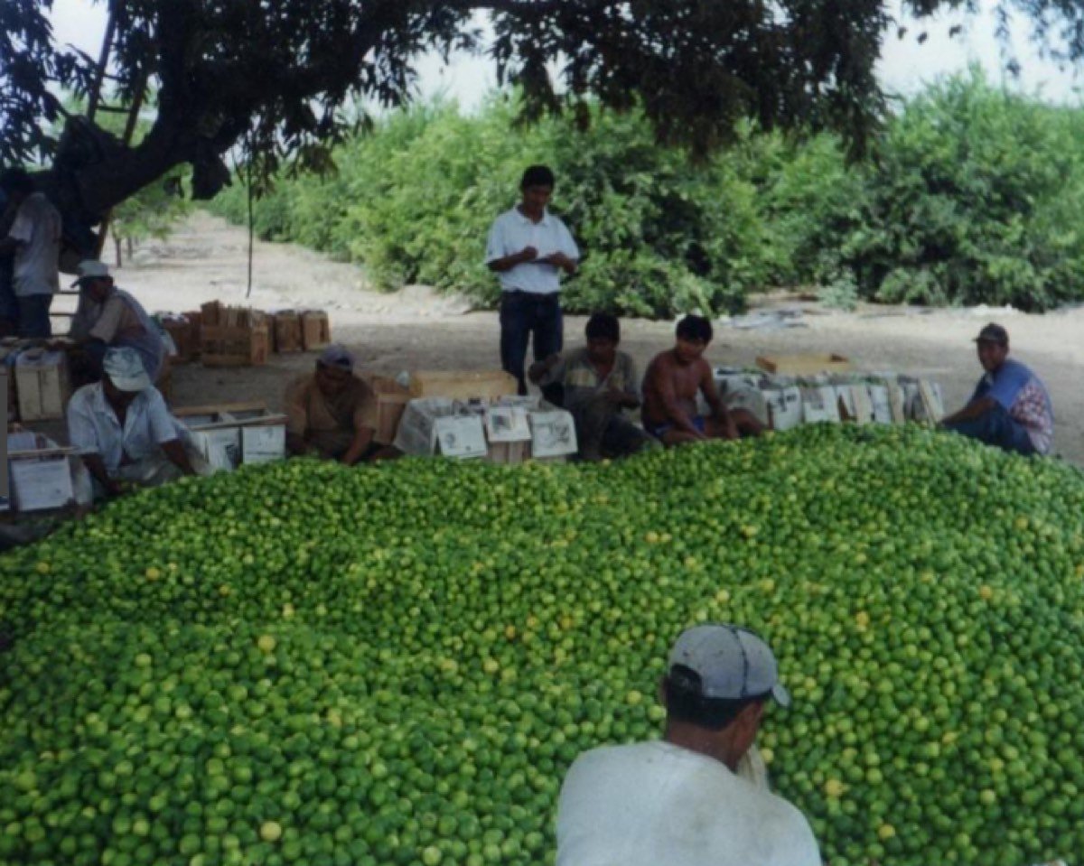 VENTA DE PARCELA AGRÍCOLA CIENEGUILLO SUR