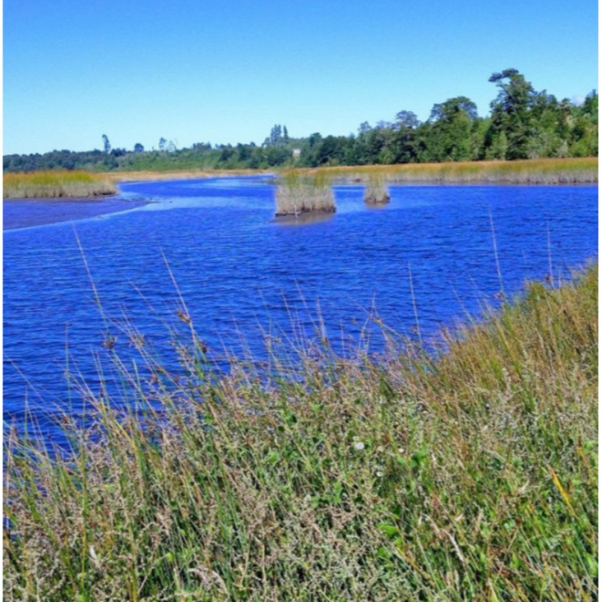 Campo 13.5 hectáreas maullín