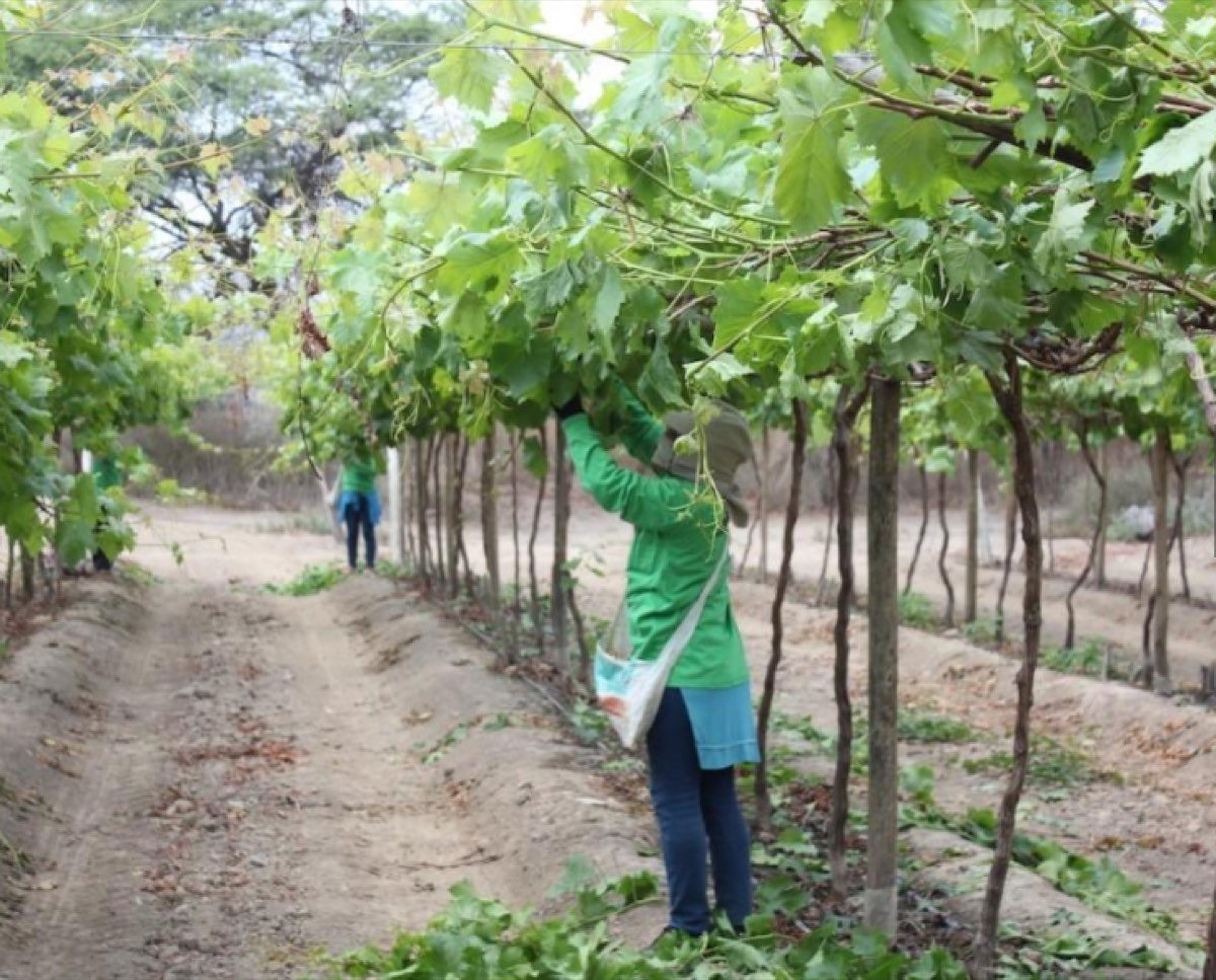 VENTA DE PARCELA AGRÍCOLA CIENEGUILLO SUR
