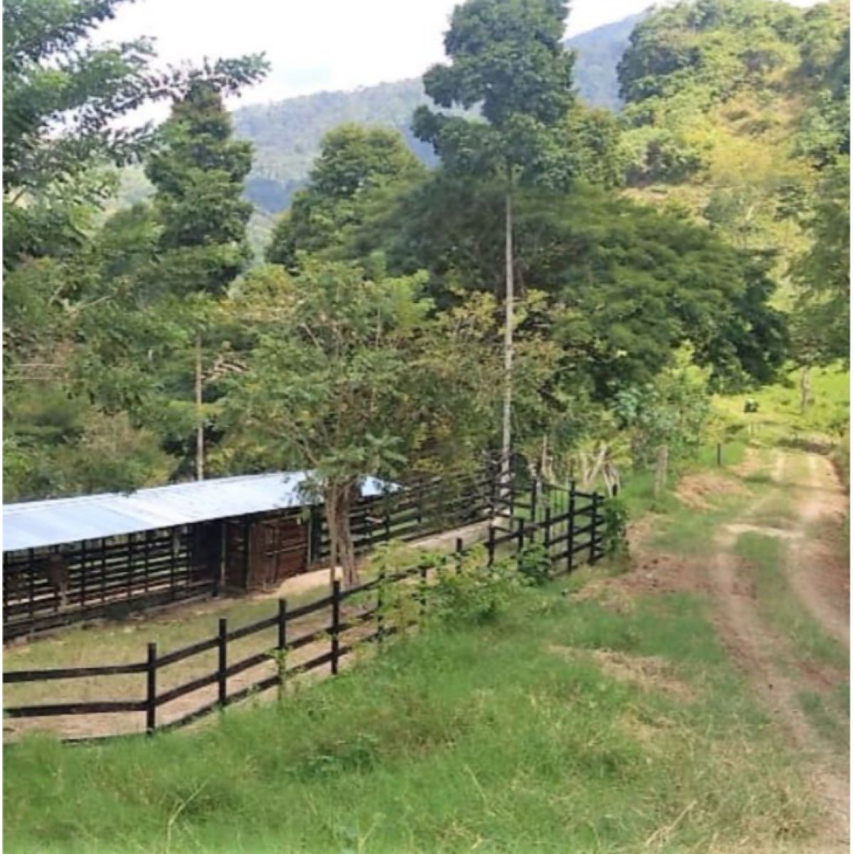 Finca de 140 Hectáreas