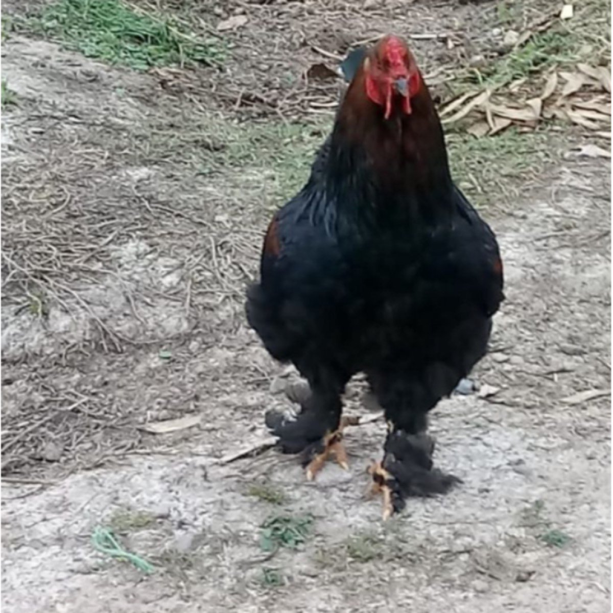 Vendo gallo Negro Brahma 8 meses