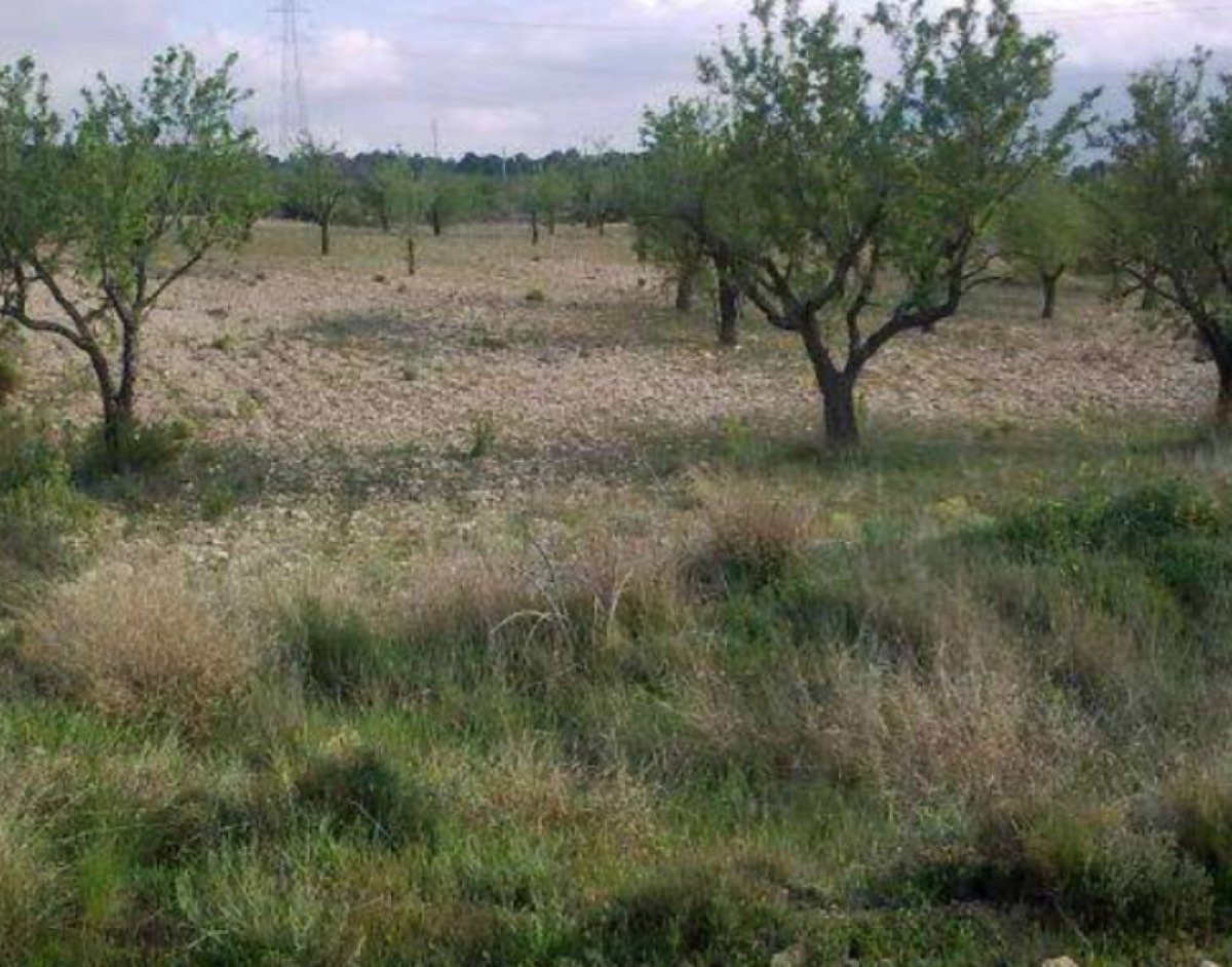 FINCA A 20 KM ALICANTE