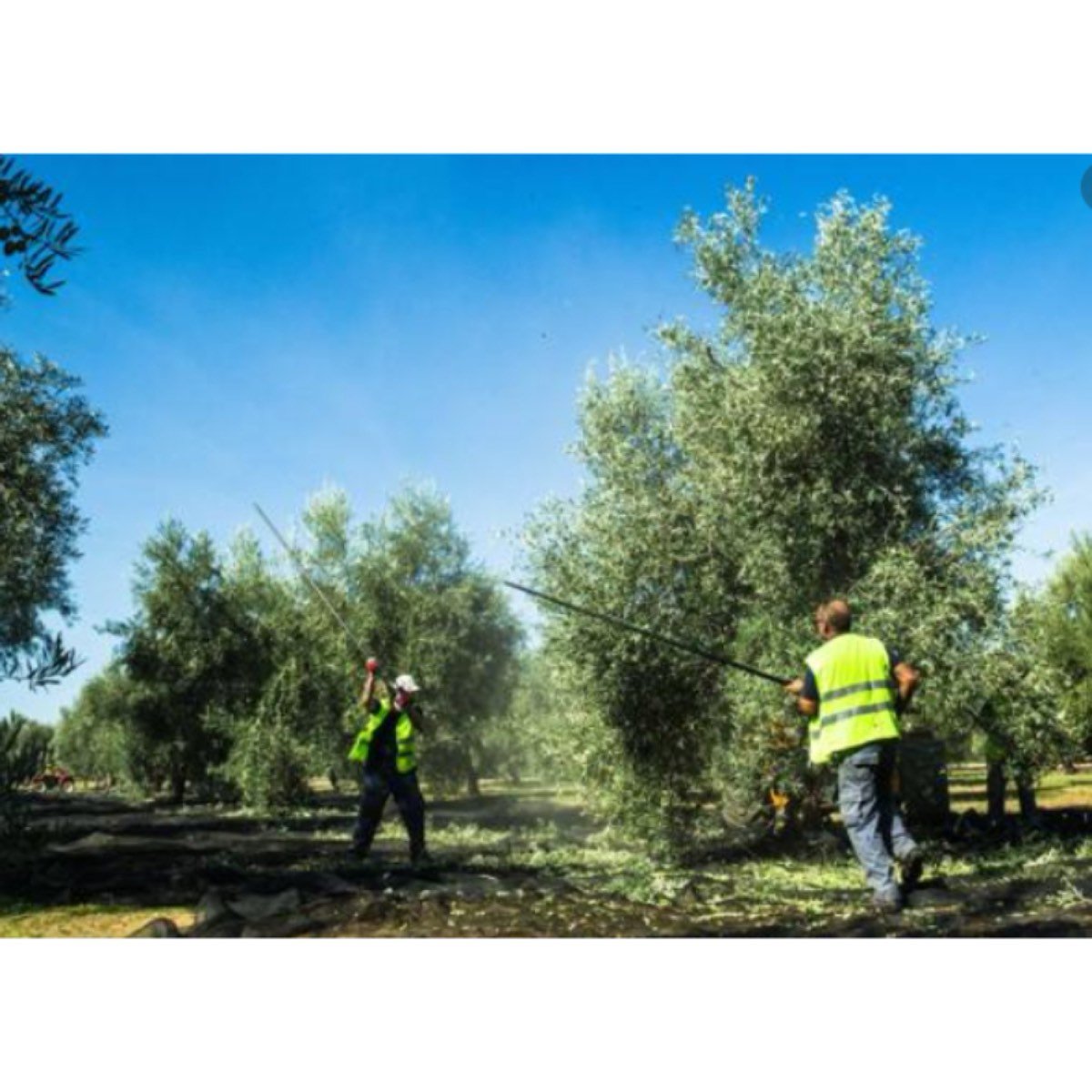 BUSCO GENTE PARA EL CAMPO.