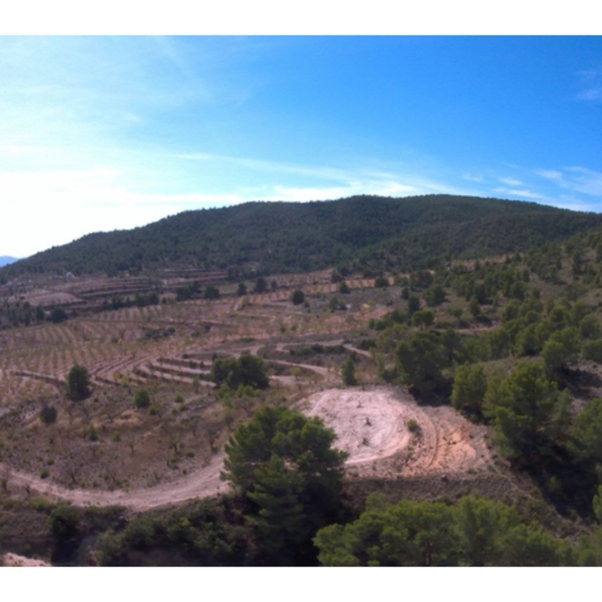 PARCELA EDIFICABLE EN YECLA 32. 949 M2