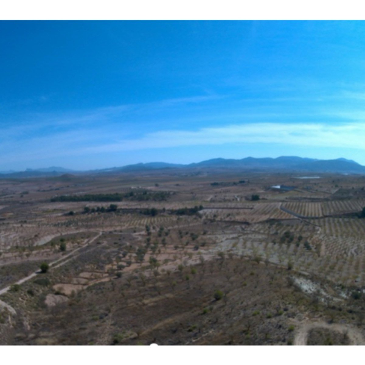 PARCELA EDIFICABLE EN YECLA 32. 949 M2